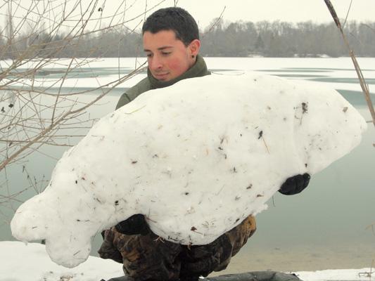 gigantii  albi - snow-carp-at-gigantica.jpg